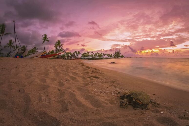 Lucruri aventuroase de făcut pe Insula Mare din Hawaii